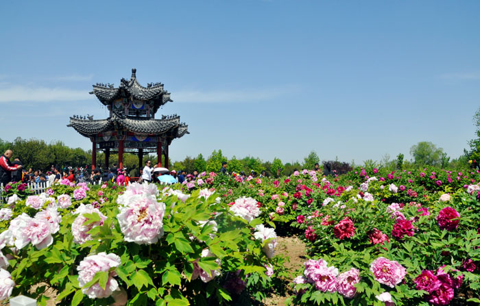 山东菏泽:牡丹美了城市 兴了产业 富了乡亲